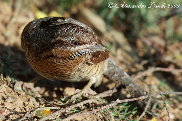 Torcicollo